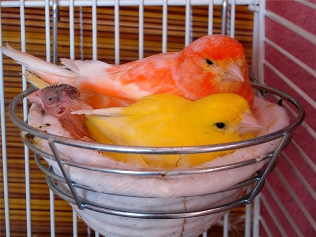 Содержание канареек и уход за ними в Коркино