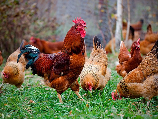 Породы куриц | ЗооТом - продажа, вязка и услуги для животных в Коркино