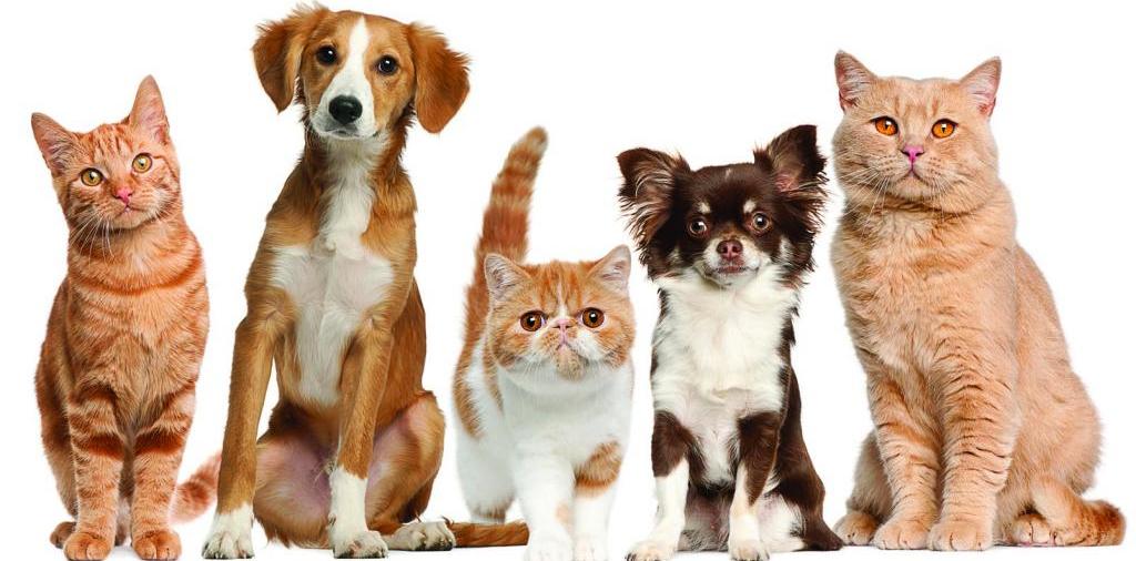 Доска объявлений о животных | ЗооТом - продажа, вязка и услуги для животных в Коркино