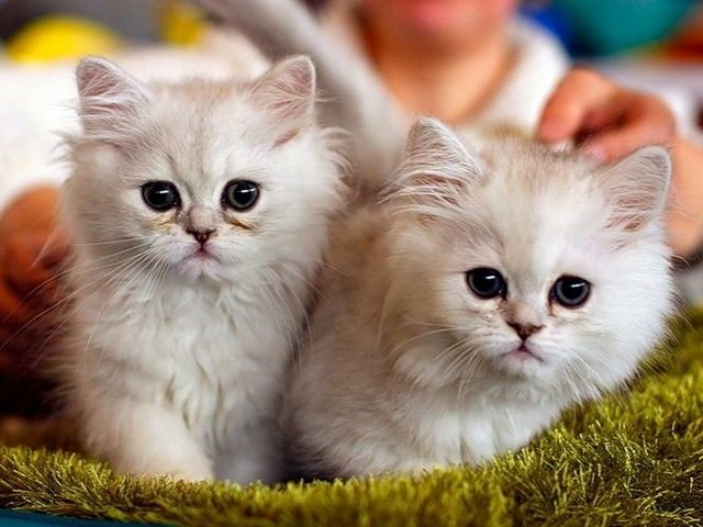 Породы кошек в Коркино | ЗооТом портал о животных