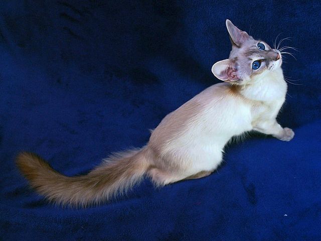 Выведенные породы кошек в Коркино | ЗооТом портал о животных