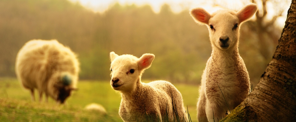 Объявления о сельскохозяйственных животных | ЗооТом - продажа, вязка и услуги для животных в Коркино