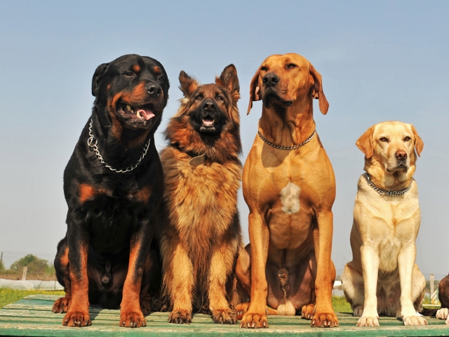 Крупные породы собак в Коркино | ЗооТом портал о животных