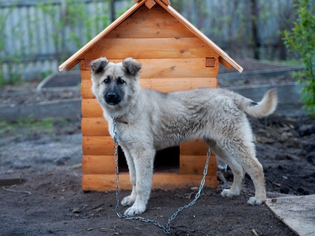 Все о собаках в Коркино Все о собаках в Коркино